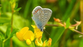 Een Icarus blauwtje