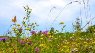 De lucht veranderd achter de bloemen