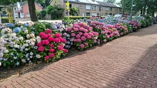 De zon gaat de hortentias verschroeien