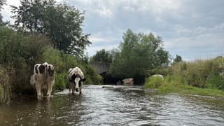 Koeien zoeken verkoeling in de Geul