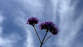 Natuur