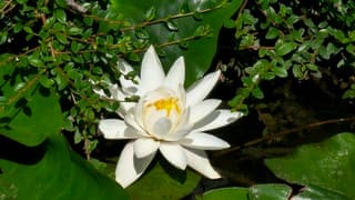 Waterlelies bloeien goed