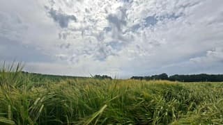 Drukkend warm, mooie bewolking, gerstveld