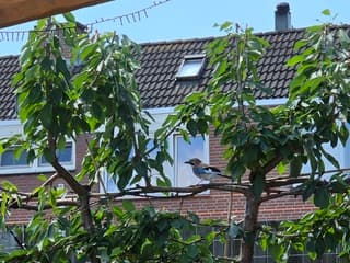 Vlaamse gaai