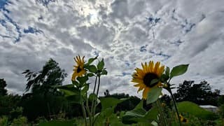 De zon kwam weer tevoorschijn boven deze zonnebloemen