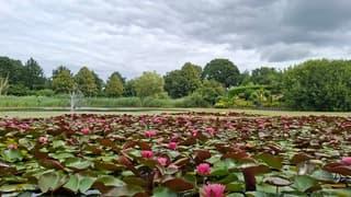 Fel roze waterlelies onder grijze stapelwolken lucht