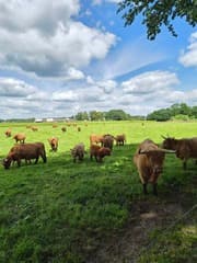 Schotse hooglanders 