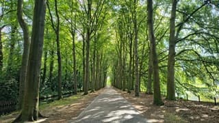 Gravenallee in het zonnetje