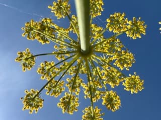Zonnig
