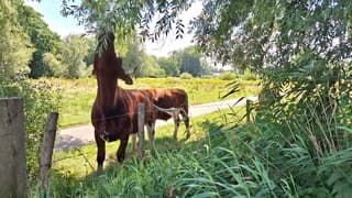 Zon en roodbruine koeien in het Markdal 