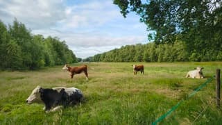 De familie Koe