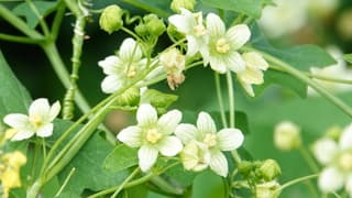 Ooltgensplaat Bloemen