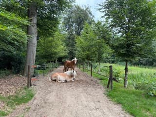 Paardjes 