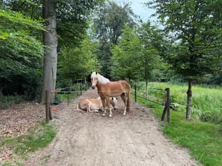 Paardjes 