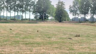 hazen in de polder 