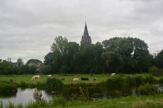 Koeien en kerk in Nes