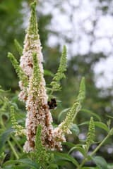 Bloemetjes en de bijtjes