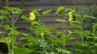 ZONNEBLOEMEN 