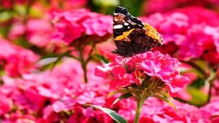 DE DAG VAN DE VLINDERS