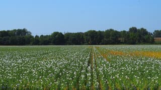 PAPAVERVELD 