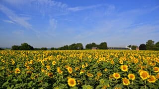 Zonnebloemen
