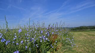 Korenbloem versus blauwe lucht.