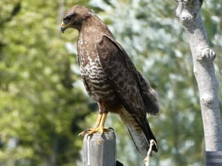 Buizerd op zoek naar voedsel op deze warme dag