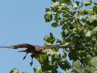 Buizerd in vlucht