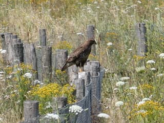 Jagen vanaf een rij paaltjes in een ruig stuk tussen de snelwegen