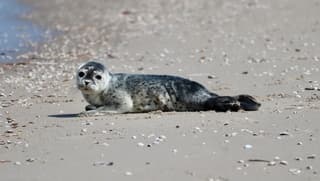 Zeehond