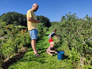 Op tijd blauwe bessen plukken. De zoontjes helpen mee.