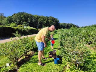 Op tijd blauwe bessen plukken. De zoontjes helpen mee.