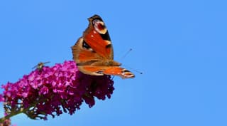 Dagpauwoog op vlinderplant (nationale tuinvlinder telling)