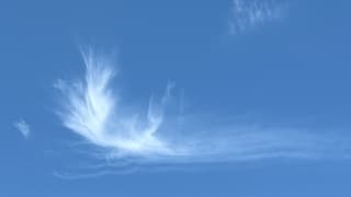 Is dit nu een federwolk? 