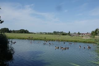 Groep van ruim 40 Canadese Ganzen in Uithoorn