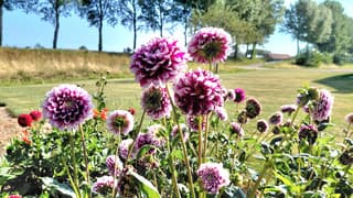 dahlia,s in bloei 