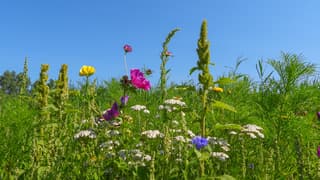Mooi blauw met bloemen