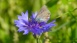 Een Icarus blauwtje 