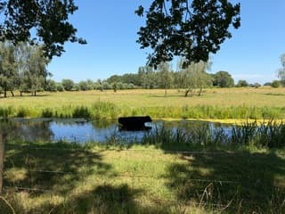 Zwarte koe zoekt verkoeling  in het water