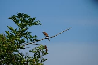 Grauwe klauwier en blauwe lucht 