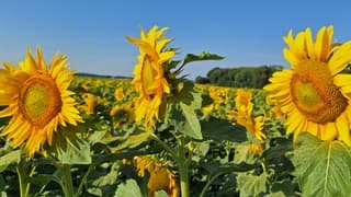 Zon(nebloemen)