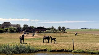 Paardjes in een droge wei 