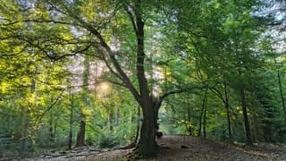 Ochtendzon door de bomen