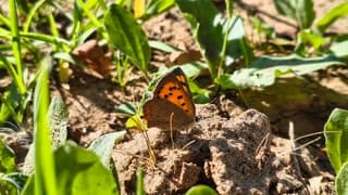 Kleine vuurvlinder
