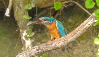 IJsvogel met visje…
