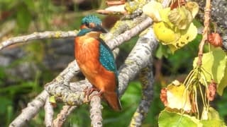 IJsvogel in de zon
