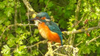 Een IJsvogel tussen de takken