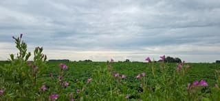 Bewolking boven de Groninger landerijen vanmiddag 