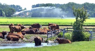 SPROEIEN in de BOLLENSTREEK