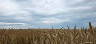 Bewolking boven de Groninger landerijen vanmiddag 